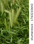 Small photo of hordeum murinum aka wall barley or false barley grass plant. Plants with spikes of mouse tail, mouse barley.