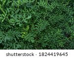 Small photo of Ruta commonly known as rue Ruta graveolens rue or common rue. Yellow flowers of Ruta graveolens (common rue or herb of grace) in summer garden. The cultivation of medicinal plants in the garden.