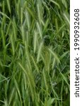 Small photo of hordeum murinum aka wall barley or false barley grass plant. Plants with spikes of mouse tail, mouse barley.