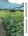 Small photo of The growth and blooming of greenhouse cucumber.the Bush cucumbers on the trellis. Cucumbers vertical planting. Growing organic food. Cucumbers harvest.Cucumber grow on a bed.shading net on cucumber