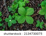 Small photo of Herb paris (Paris quadrifolia) .Paris herb. Poisonous berries and flowers grow in the forest.