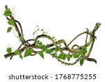 circular vine at the roots. Bush grape or three-leaved wild vine cayratia (Cayratia trifolia) liana ivy plant bush, nature frame jungle border, isolated on white background with clipping path included