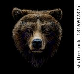 Color Portrait Of A Brown Bear...