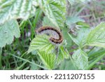 Small photo of A colorful ground Lackey (Malacosoma castrensis) caterpillar feeding on a blackberry leaf
