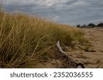 Small photo of Grassy knol on a sandy beach stands ready to fend off ocean surges.