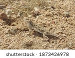 Desert Horned Lizard ...