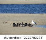 Atlantic Brant Geese and a herring gull enjoying a beautiful winters day on the beach, Sandy Hook, Gateway National Recreation Area, Monmouth county, New Jersey. 