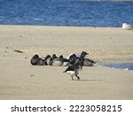 Atlantic Brant Geese and gulls enjoying a beautiful winters day on the shores of the Sandy Hook Bay, in Monmouth County, New Jersey. 