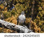Small photo of A Northern Mockingbird perched on a branch at the Edwin B. Forsythe National Wildlife Refuge, Galloway, New Jersey.