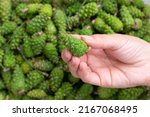 Small photo of Many freshly gathered green young fir spruce cones.Alternative medicine remedy. Female fingers hold pinecone, making jam.