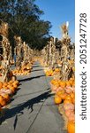 Small photo of 2101 Sloat Blvd, San Francisco, CA 94132 USA October 2, 2021 Pumpkins on both sides and a walkway down the center at Clancy's pumpkin patch. Good for Halloween.