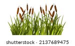 Swamp grass illustration, vector reed plant, marsh bush, pond cattail shrub, cartoon nature clipart. Landscape river floral design element, green isolated blades, leaf vegetation. Swamp lake grass