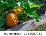 Close Up Of A Pumpkin Plant...
