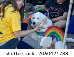 Small photo of Athens, Georgia - October 10, 2021: A young Great Pyrenees in a rainbow costume is petted by a volunteer during the Boo-Le-Bark costume contest at the Jittery Joe's Roaster, a benefit for AthensPets.