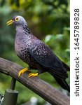 African Olive Pigeon  Columba...