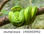 The Green Tree Python  Morelia...
