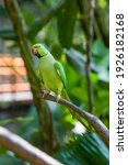 Small photo of The rose-ringed parakeet (Psittacula krameri) is a medium-sized parrot in the genus Psittacula, of the family Psittacidae. It has disjunct native ranges in Africa and South Asia.
