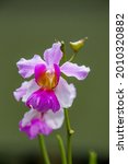 Small photo of Papilionanthe Miss Joaquim is a hybrid orchid cultivar that is Singapore's national flower. Hybrid parentage: Papilionanthe teres (Vanda teres) and Papilionanthe hookeriana (Vanda hookeriana).