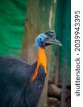 Small photo of The northern cassowary (Casuarius unappendiculatus) is a large, stocky flightless bird of northern New Guinea. It is a member of the superorder Paleognathae.