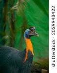 Small photo of The northern cassowary (Casuarius unappendiculatus) is a large, stocky flightless bird of northern New Guinea. It is a member of the superorder Paleognathae.