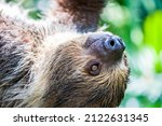 Small photo of The close image of Linneaus' Two-toed Sloth (Choloepus didactylus). A species of sloth from South America, have longer hair, bigger eyes, and their back and front legs are more equal in length.