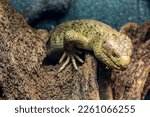 Small photo of The Solomon Islands skink (Corucia zebrata) is an arboreal species of skink endemic to the Solomon Islands archipelago. It is the largest known extant species of skink.