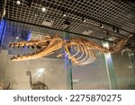Small photo of Tokyo Japan Mar 11th 2023: the dorudon atrox in global gallery National Museum of Nature and Science. A genus of extinct basilosaurid ancient whales that lived alongside Basilosaurus in the Eocene.