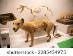 Small photo of Sydney Australia 26th Mar 2023: the The thylacine (Thylacinus cynocephalus) specimen and skeleton in Australian musuem.