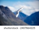 The black-billed gull (Chroicocephalus bulleri) is a Near Threatened species of gull in the family Laridae. 
 The background is southern alps mountains of new zealand.