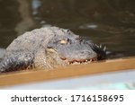 The Crocodile Over The Lake And ...