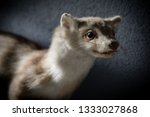 Mountain Weasel Taxidermy Close ...