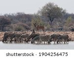 Zebras With A Kudu Antelope At...