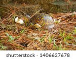 Box Turtle Eating A Mushroom