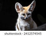 Small photo of The fennec fox (Vulpes zerda) is a small crepuscular fox native to the deserts of North Africa.