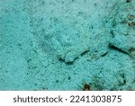 Small photo of Camouflaged Eyed flounder Bothus Ocellatus motionless on the sand in Bonaire