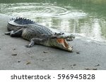 Crocodiles Resting At Crocodile ...
