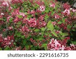 Small photo of Syringa meyeri Red Pixie, lilac flowers Red Pixie