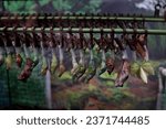 Small photo of butterfly cocoons, butterfly pupa, Butterfly pupa in breeding, Life stages of tropical butterflies in a farm. Butterfly pupae hanging.