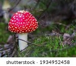 Fly Agaric In A Forest  Closeup ...