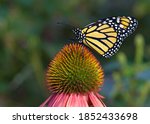 Monarch Butterfly On Pastel...