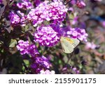 One Small Colias Philodice  The ...