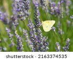 Phoebis sennae, the cloudless sulphur butterfly drinking nectar from purple lavender flowers.