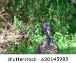 American Robin Perched On A...