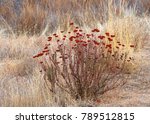 Small photo of CA Buckwheat, one of the showiest rugged perennial that thrives on neglect. An attractive low sub shrub providing valuable food for butterflies, birds and other wildlife.