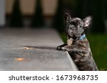 Small photo of Cute tiby adorable frenc bulldog puppy outside trying to reach a leaf