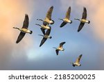 Flock of canada geese flying in ...
