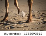 Small photo of Camel's hoof in sand