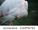 A Flamingo Is Preening Feathers ...