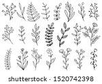 Collection Forest Fern...