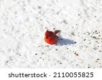 Male American Cardinal  Redbird ...